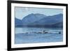 USA, Alaska, Tongass National Forest. Humpback whales surfacing & diving.-Jaynes Gallery-Framed Photographic Print