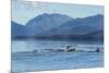 USA, Alaska, Tongass National Forest. Humpback whales surfacing & diving.-Jaynes Gallery-Mounted Photographic Print