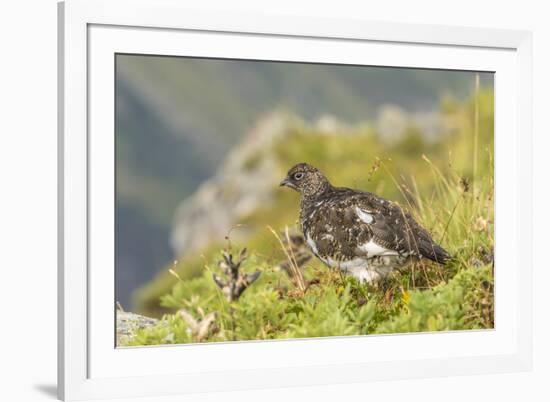 USA, Alaska, Tongass National Forest. Rock ptarmigan in summer plumage.-Jaynes Gallery-Framed Premium Photographic Print