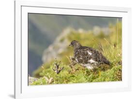 USA, Alaska, Tongass National Forest. Rock ptarmigan in summer plumage.-Jaynes Gallery-Framed Premium Photographic Print