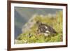 USA, Alaska, Tongass National Forest. Rock ptarmigan in summer plumage.-Jaynes Gallery-Framed Premium Photographic Print