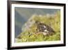 USA, Alaska, Tongass National Forest. Rock ptarmigan in summer plumage.-Jaynes Gallery-Framed Premium Photographic Print