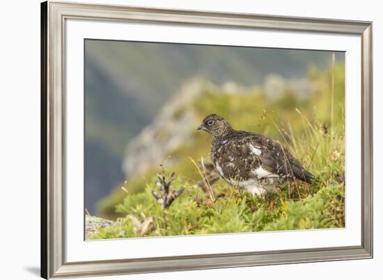 USA, Alaska, Tongass National Forest. Rock ptarmigan in summer plumage.-Jaynes Gallery-Framed Premium Photographic Print