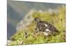 USA, Alaska, Tongass National Forest. Rock ptarmigan in summer plumage.-Jaynes Gallery-Mounted Premium Photographic Print