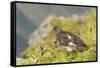 USA, Alaska, Tongass National Forest. Rock ptarmigan in summer plumage.-Jaynes Gallery-Framed Stretched Canvas