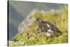 USA, Alaska, Tongass National Forest. Rock ptarmigan in summer plumage.-Jaynes Gallery-Stretched Canvas