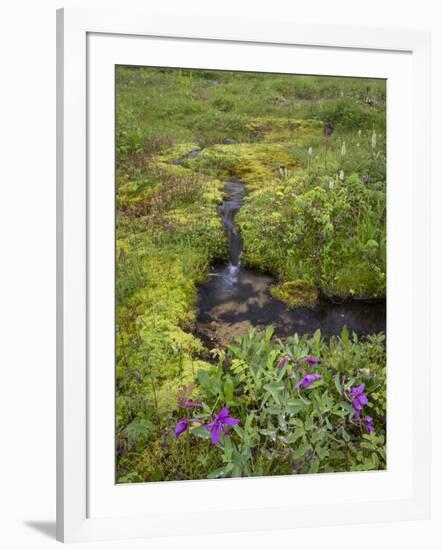 USA, Alaska. Upper Willow Creek and flowers.-Jaynes Gallery-Framed Photographic Print