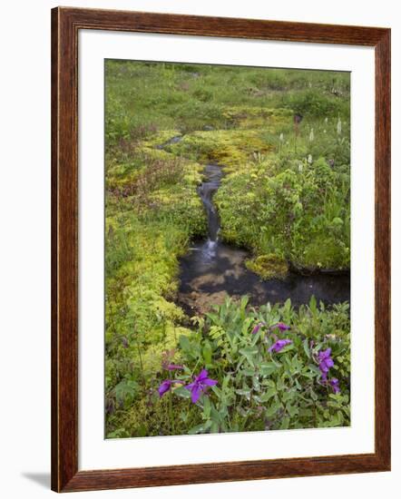 USA, Alaska. Upper Willow Creek and flowers.-Jaynes Gallery-Framed Photographic Print