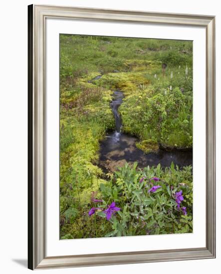 USA, Alaska. Upper Willow Creek and flowers.-Jaynes Gallery-Framed Photographic Print