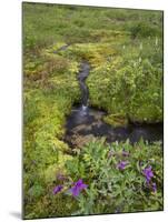 USA, Alaska. Upper Willow Creek and flowers.-Jaynes Gallery-Mounted Photographic Print