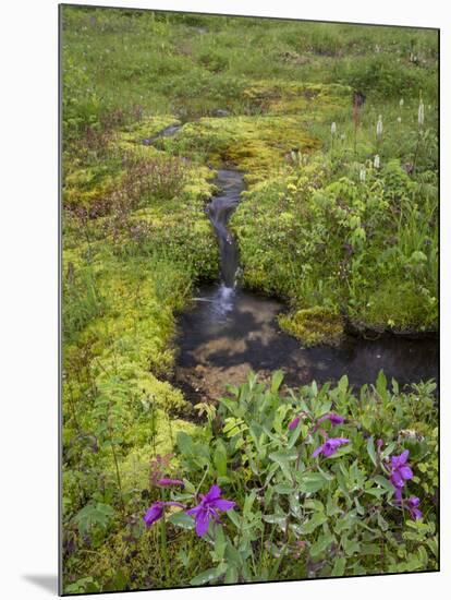 USA, Alaska. Upper Willow Creek and flowers.-Jaynes Gallery-Mounted Photographic Print