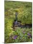 USA, Alaska. Upper Willow Creek and flowers.-Jaynes Gallery-Mounted Photographic Print