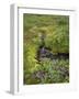 USA, Alaska. Upper Willow Creek and flowers.-Jaynes Gallery-Framed Photographic Print