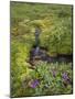 USA, Alaska. Upper Willow Creek and flowers.-Jaynes Gallery-Mounted Photographic Print