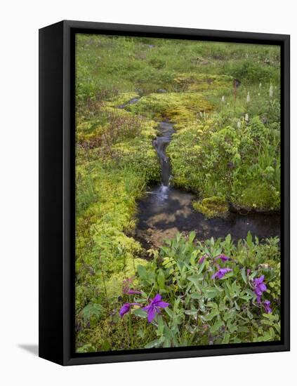 USA, Alaska. Upper Willow Creek and flowers.-Jaynes Gallery-Framed Stretched Canvas