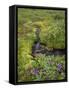 USA, Alaska. Upper Willow Creek and flowers.-Jaynes Gallery-Framed Stretched Canvas