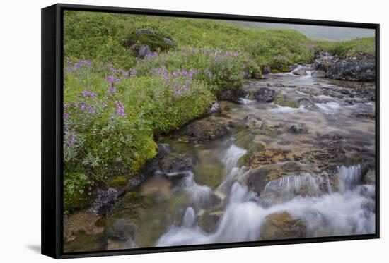 USA, Alaska. Upper Willow Creek and flowers.-Jaynes Gallery-Framed Stretched Canvas