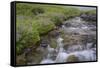 USA, Alaska. Upper Willow Creek and flowers.-Jaynes Gallery-Framed Stretched Canvas