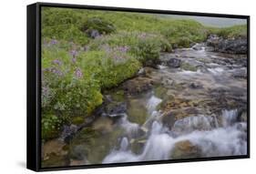 USA, Alaska. Upper Willow Creek and flowers.-Jaynes Gallery-Framed Stretched Canvas