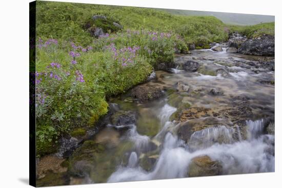 USA, Alaska. Upper Willow Creek and flowers.-Jaynes Gallery-Stretched Canvas