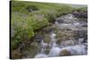 USA, Alaska. Upper Willow Creek and flowers.-Jaynes Gallery-Stretched Canvas