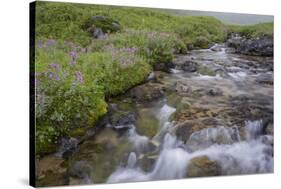 USA, Alaska. Upper Willow Creek and flowers.-Jaynes Gallery-Stretched Canvas