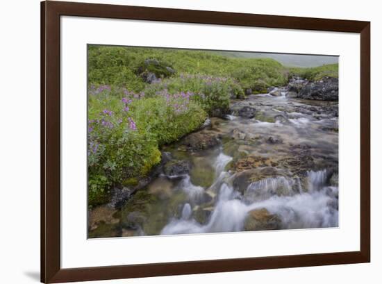 USA, Alaska. Upper Willow Creek and flowers.-Jaynes Gallery-Framed Premium Photographic Print