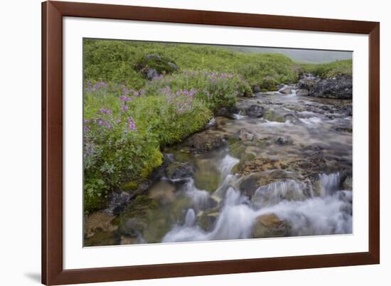 USA, Alaska. Upper Willow Creek and flowers.-Jaynes Gallery-Framed Premium Photographic Print