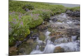 USA, Alaska. Upper Willow Creek and flowers.-Jaynes Gallery-Mounted Premium Photographic Print