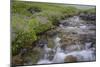 USA, Alaska. Upper Willow Creek and flowers.-Jaynes Gallery-Mounted Photographic Print