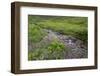 USA, Alaska. Upper Willow Creek and flowers.-Jaynes Gallery-Framed Photographic Print