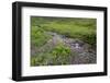 USA, Alaska. Upper Willow Creek and flowers.-Jaynes Gallery-Framed Photographic Print