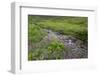 USA, Alaska. Upper Willow Creek and flowers.-Jaynes Gallery-Framed Photographic Print