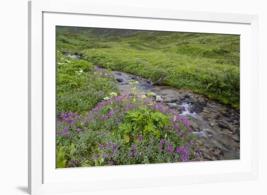 USA, Alaska. Upper Willow Creek and flowers.-Jaynes Gallery-Framed Premium Photographic Print