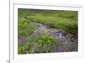 USA, Alaska. Upper Willow Creek and flowers.-Jaynes Gallery-Framed Premium Photographic Print