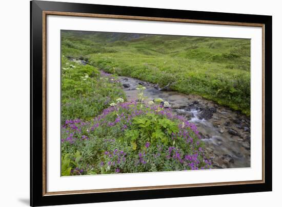 USA, Alaska. Upper Willow Creek and flowers.-Jaynes Gallery-Framed Premium Photographic Print