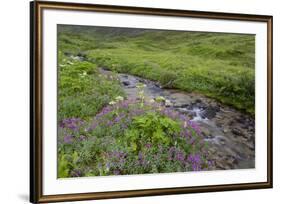 USA, Alaska. Upper Willow Creek and flowers.-Jaynes Gallery-Framed Premium Photographic Print