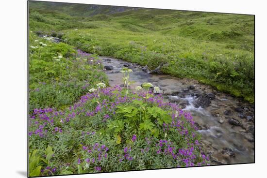 USA, Alaska. Upper Willow Creek and flowers.-Jaynes Gallery-Mounted Premium Photographic Print