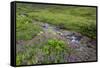 USA, Alaska. Upper Willow Creek and flowers.-Jaynes Gallery-Framed Stretched Canvas