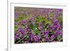 USA, Alaska, Upper Willow Creek. River and flowers.-Jaynes Gallery-Framed Premium Photographic Print