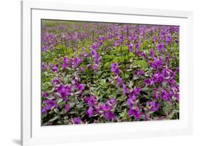 USA, Alaska, Upper Willow Creek. River and flowers.-Jaynes Gallery-Framed Premium Photographic Print