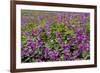 USA, Alaska, Upper Willow Creek. River and flowers.-Jaynes Gallery-Framed Premium Photographic Print