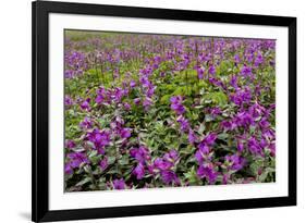 USA, Alaska, Upper Willow Creek. River and flowers.-Jaynes Gallery-Framed Premium Photographic Print