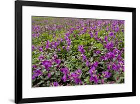 USA, Alaska, Upper Willow Creek. River and flowers.-Jaynes Gallery-Framed Premium Photographic Print