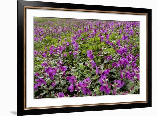 USA, Alaska, Upper Willow Creek. River and flowers.-Jaynes Gallery-Framed Premium Photographic Print