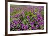 USA, Alaska, Upper Willow Creek. River and flowers.-Jaynes Gallery-Framed Photographic Print