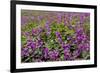 USA, Alaska, Upper Willow Creek. River and flowers.-Jaynes Gallery-Framed Photographic Print