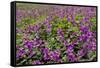 USA, Alaska, Upper Willow Creek. River and flowers.-Jaynes Gallery-Framed Stretched Canvas