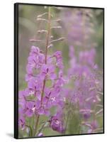 USA, Alaska, Valdez of fireweed flowers.-Jaynes Gallery-Framed Photographic Print