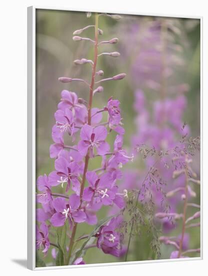 USA, Alaska, Valdez of fireweed flowers.-Jaynes Gallery-Framed Photographic Print